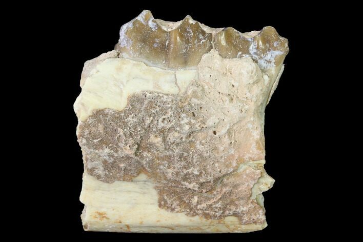 Oreodont (Merycoidodon) Jaw Section - South Dakota #140908